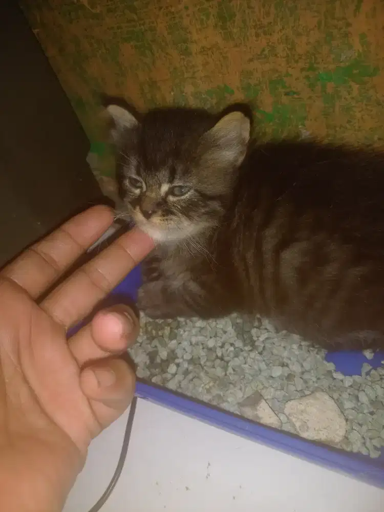 Kitten bogel 1 bln.an