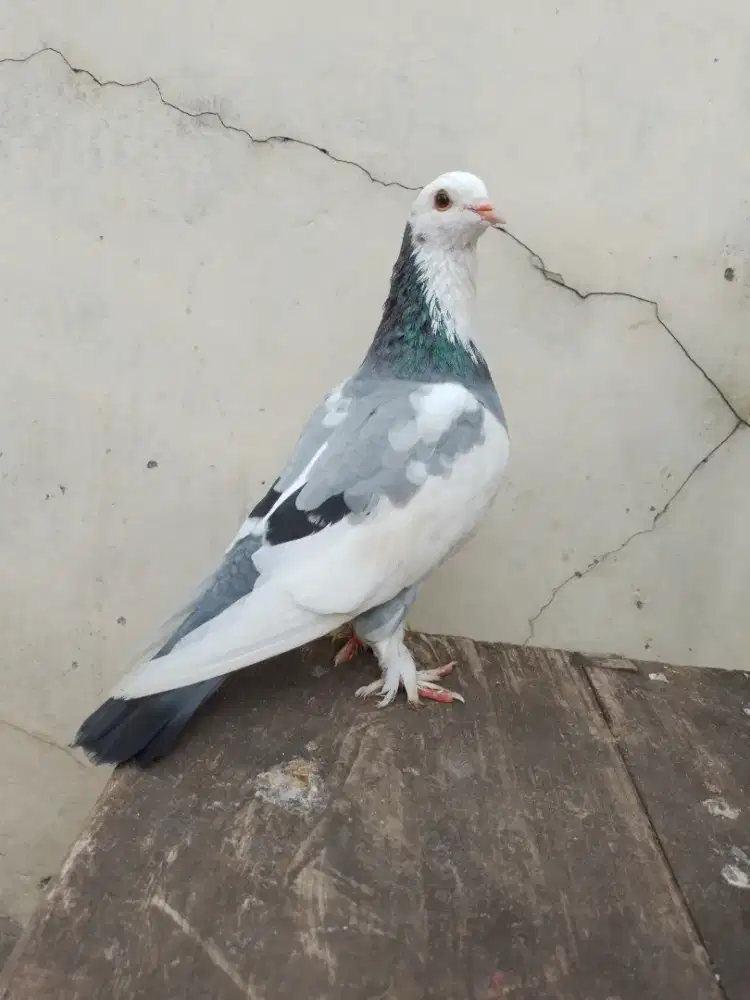 Burung dara merpati blantong sepasang