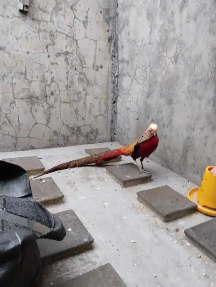 Dijual Ayam Hias Golden Pheasant