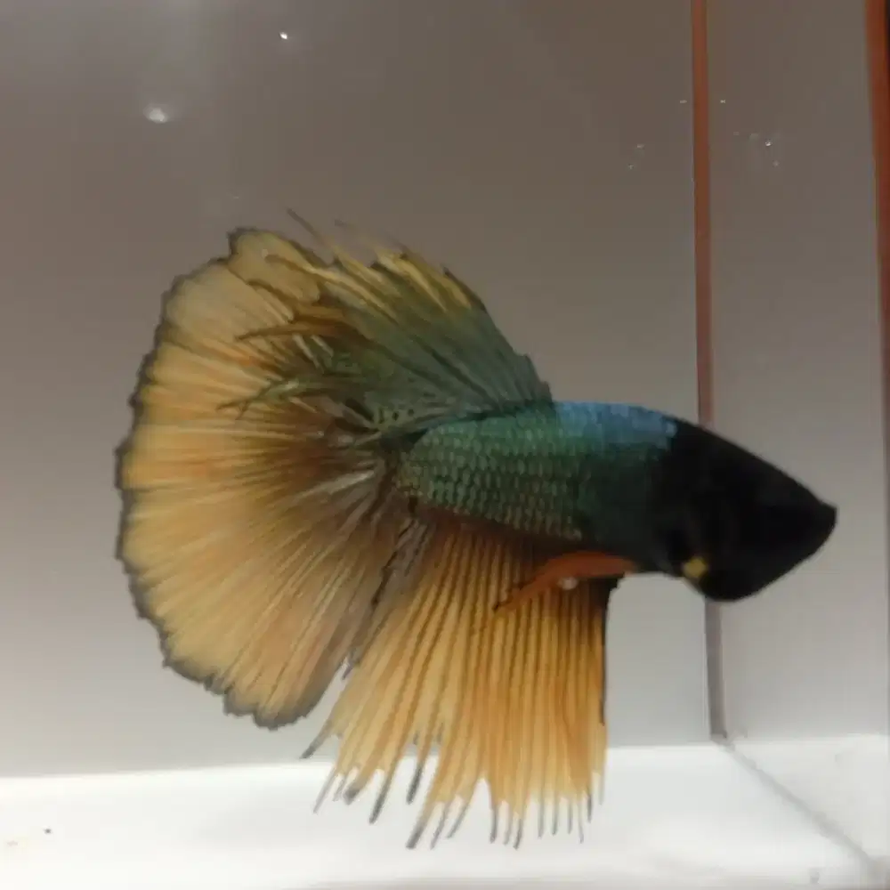 Ikan Cupang Halfmoon Mustard