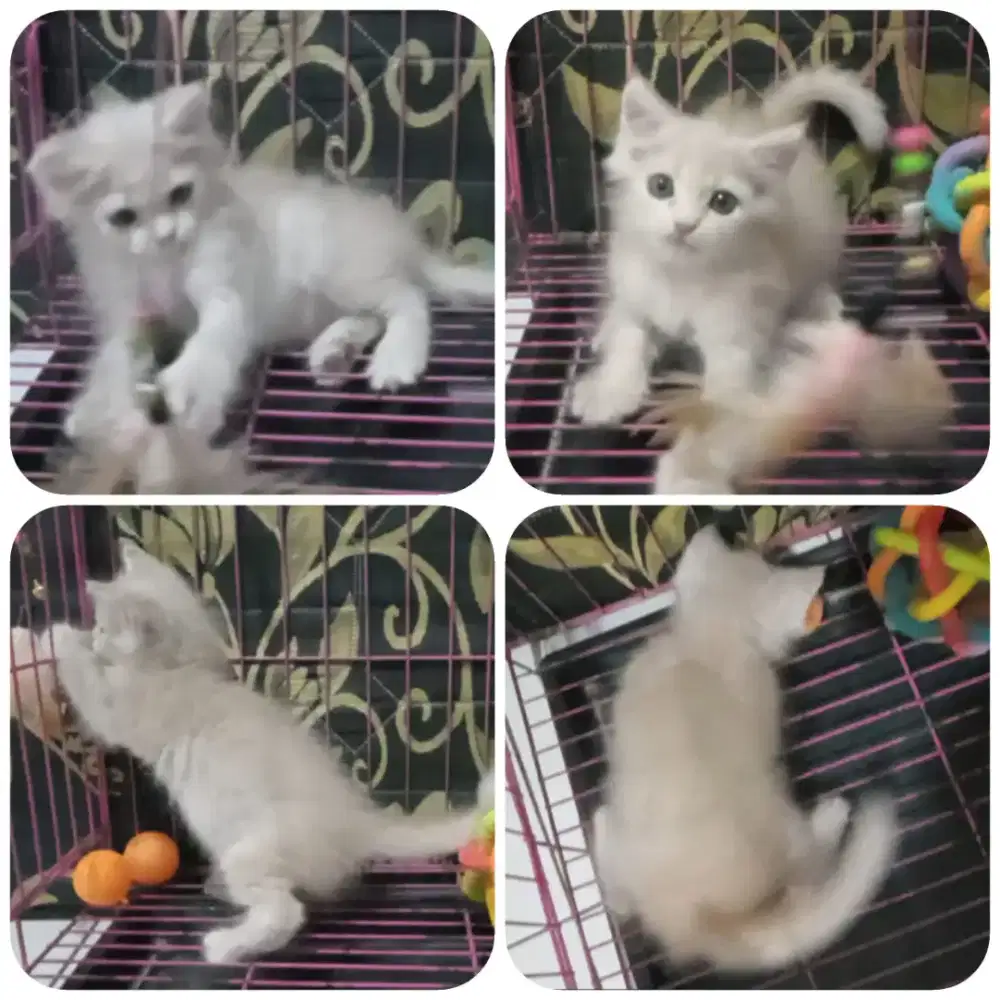 Kitten persia medium