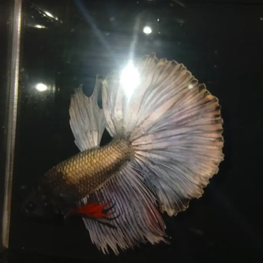 Ikan Cupang Halfmoon Copper