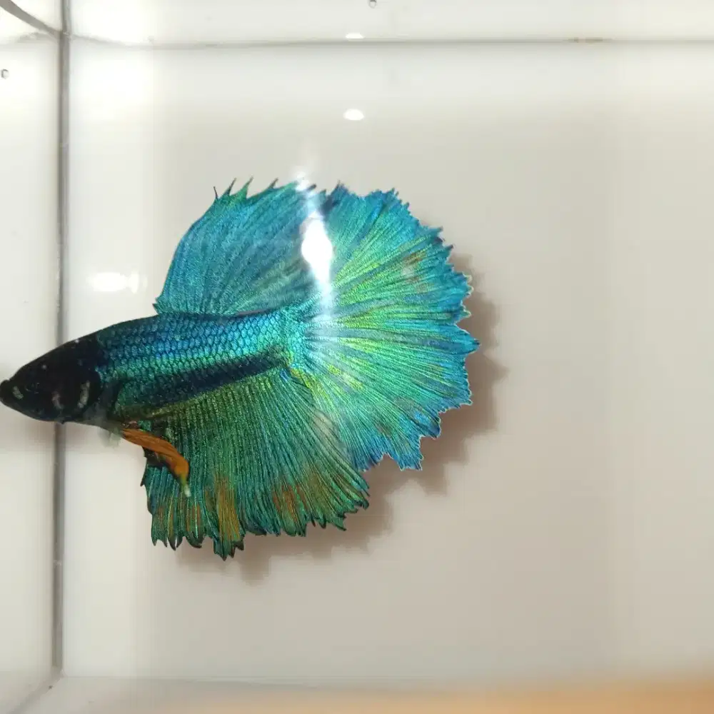 Ikan Cupang Halfmoon