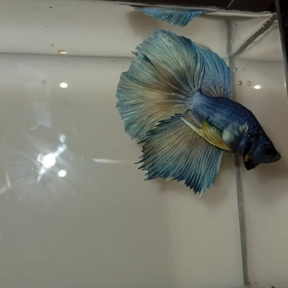 Ikan Cupang Halfmoon