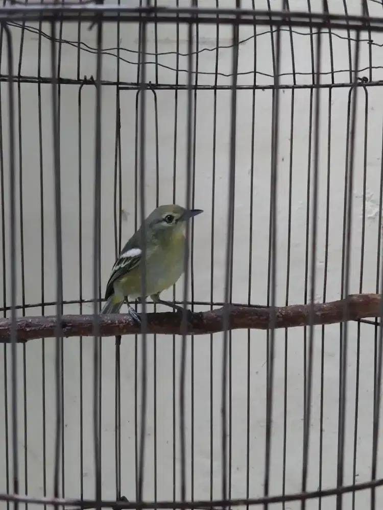Burung Sirtu Cipo Jantan Rawatan
