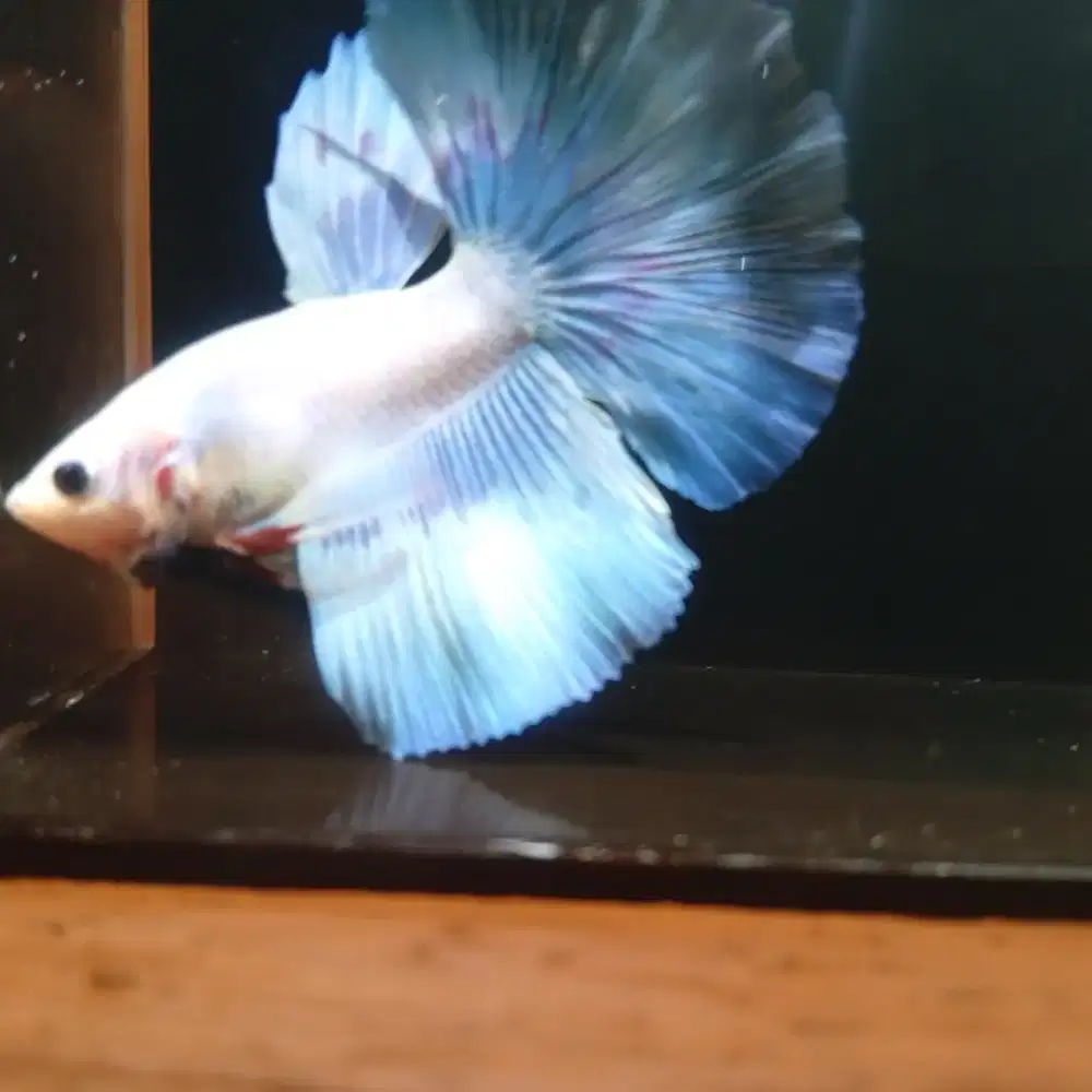 Ikan Cupang Soft Halfmoon