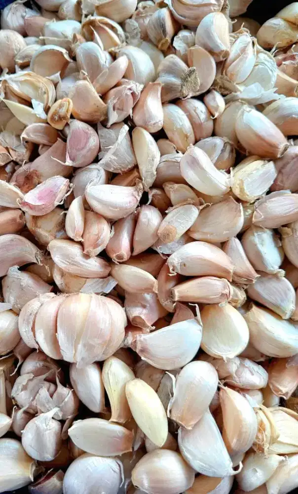 Bawang putih protolan