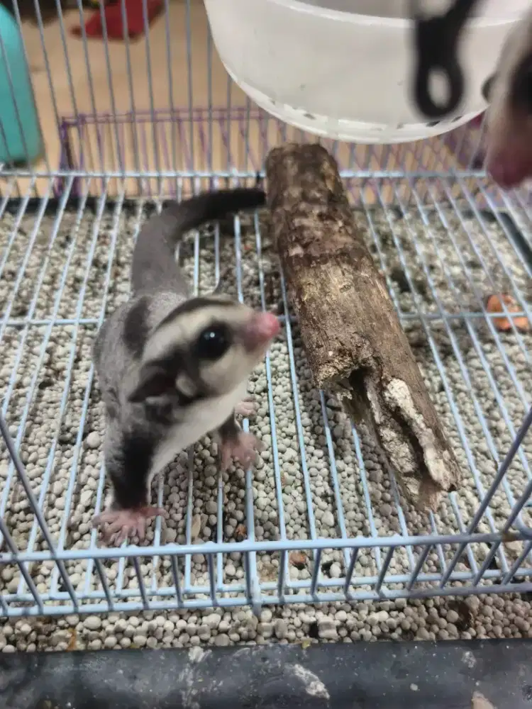 Joy SUGAR Glider betina Classic grey 2bulan