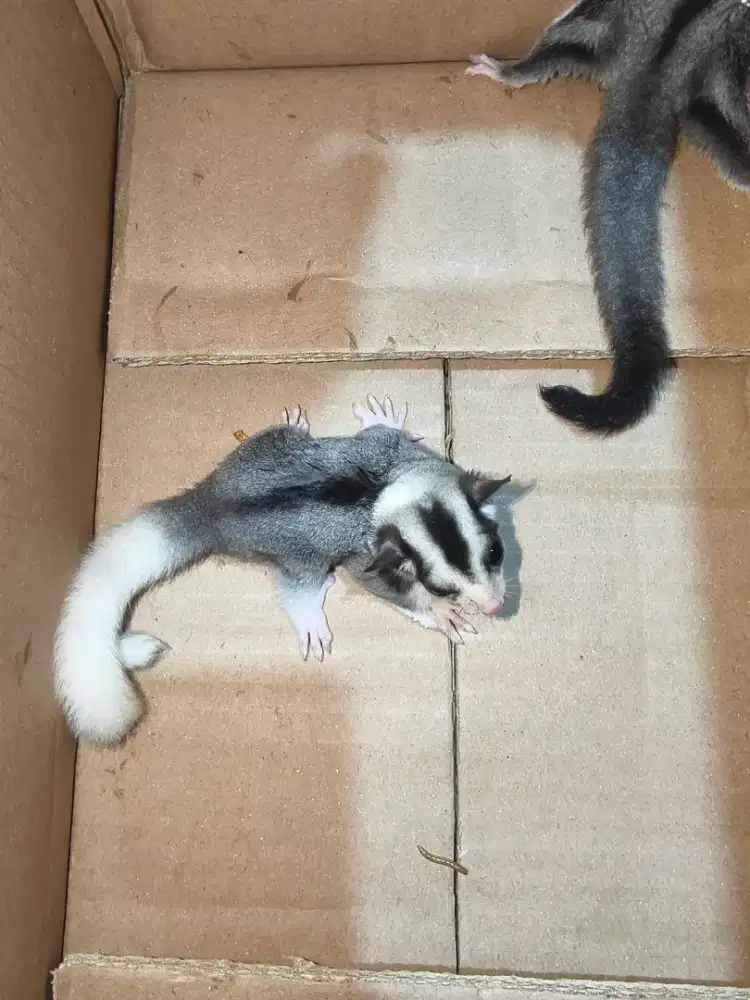 SUGAR Glider joy Mosaic 2bln jantan