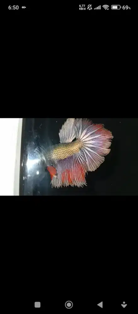 Ikan Cupang Halfmoon Red Copper