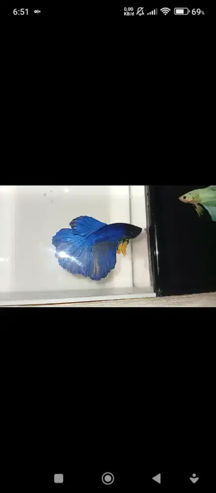 Ikan Cupang Blue Halfmoon