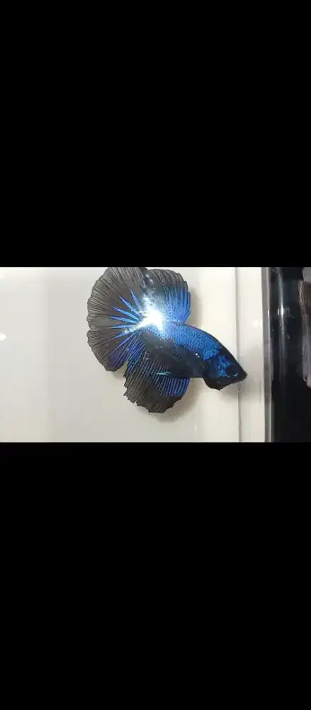 Ikan Cupang Dark Blue Halfmoon