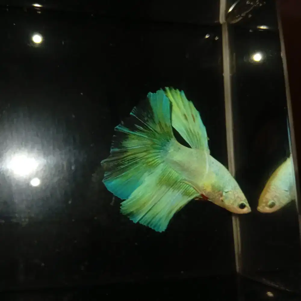 Ikan cupang Soft Green Halfmoon