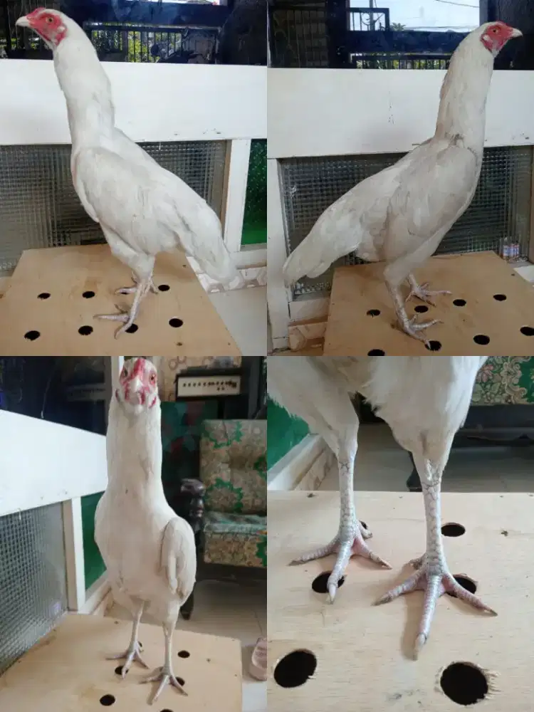 Ayam betina warna putih tembus