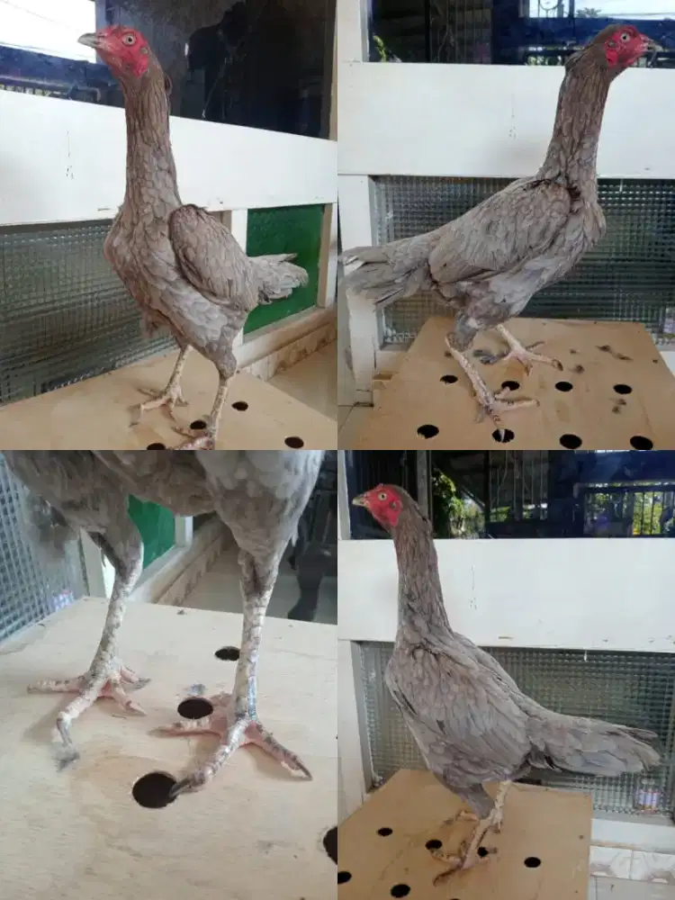Ayam betina Mangon bk main speed pkul keras