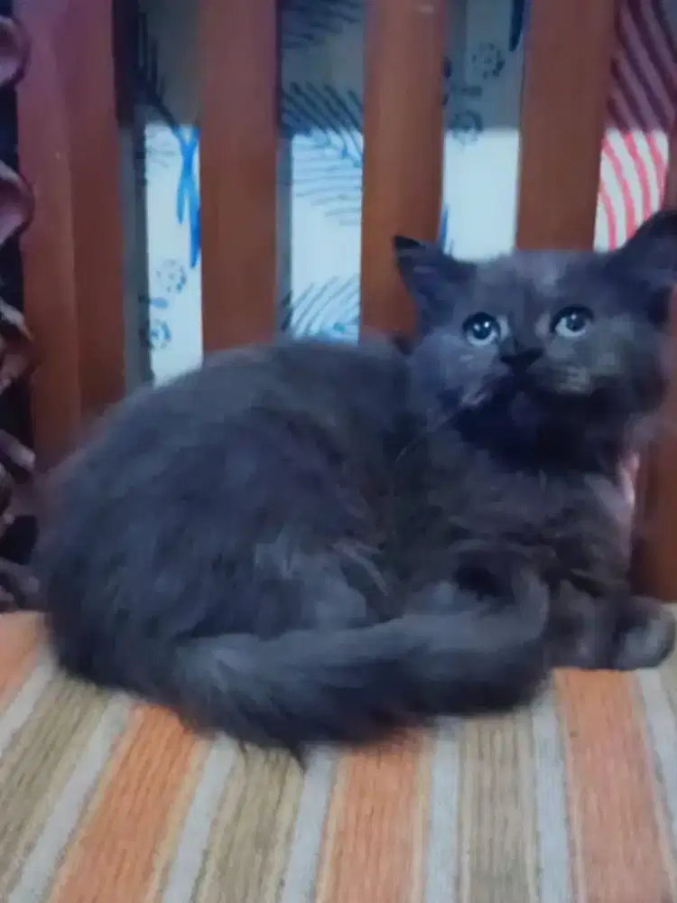 Kitten persia medium mix flatnose usia 3 bulan