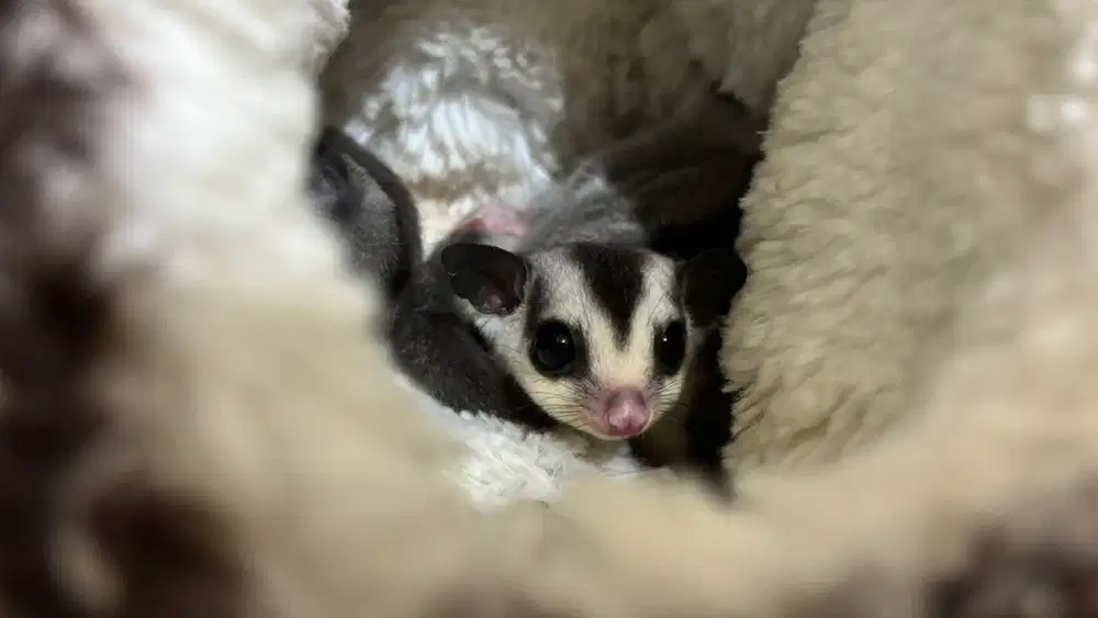 Sugar Glider Joy Jantan