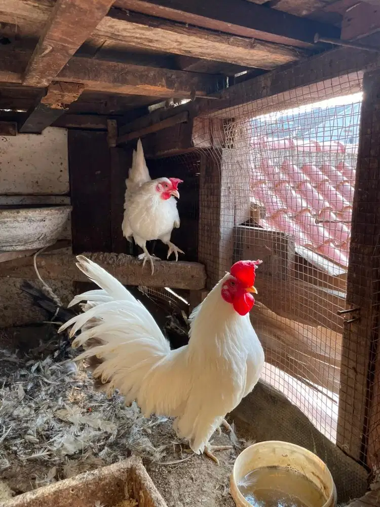 ayam kate putih pasangan
