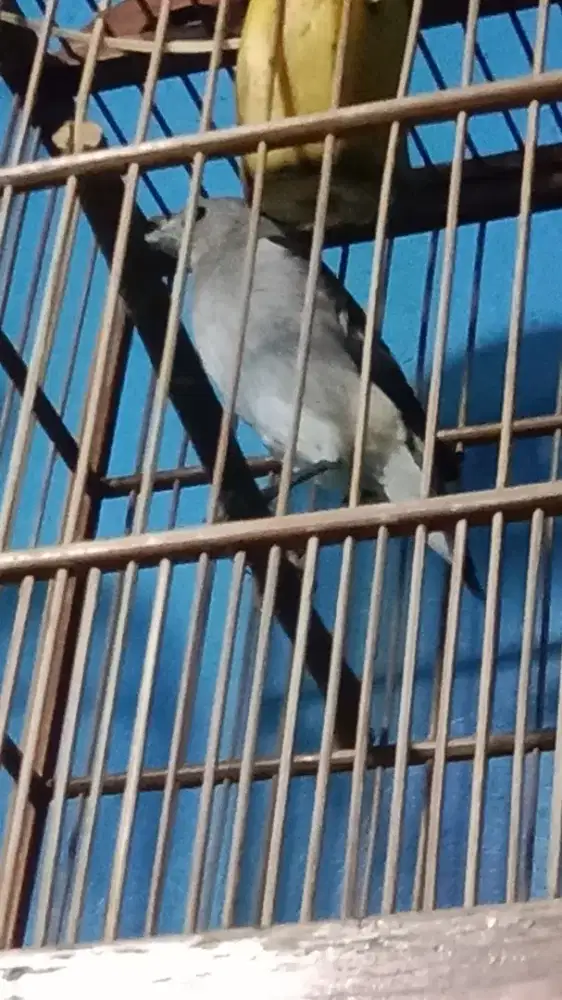 Burung Jalak sutra+kurung