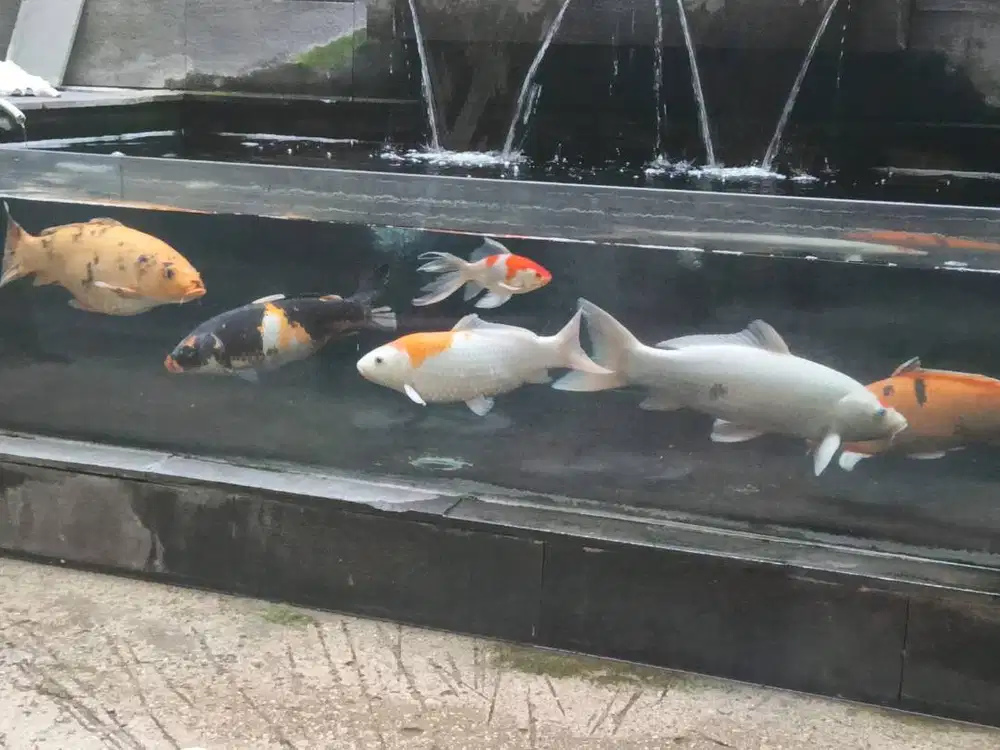 borong/satuan ikan koi ada 5 ekor