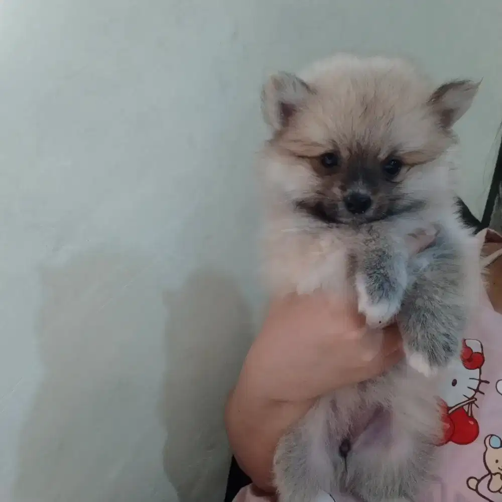 dijual anakan pomeranian