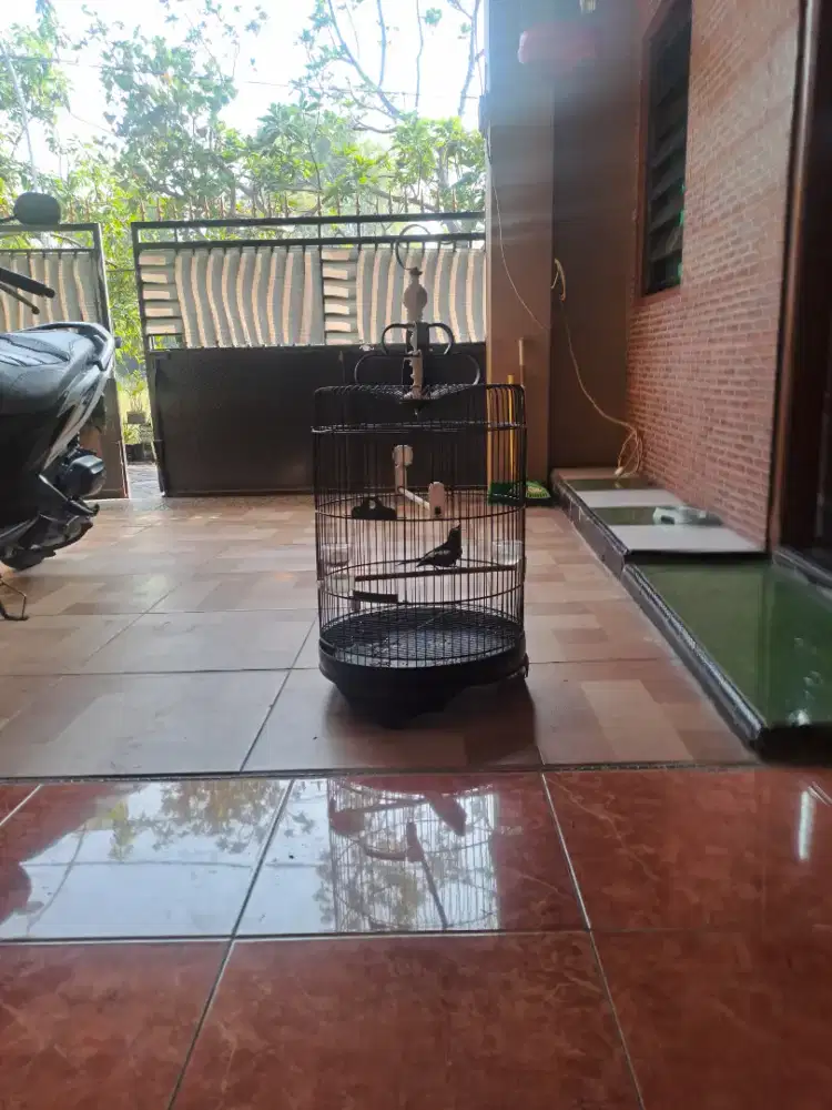 Jual kacer hitam udah bunyi  bulu baru dari  trotol
