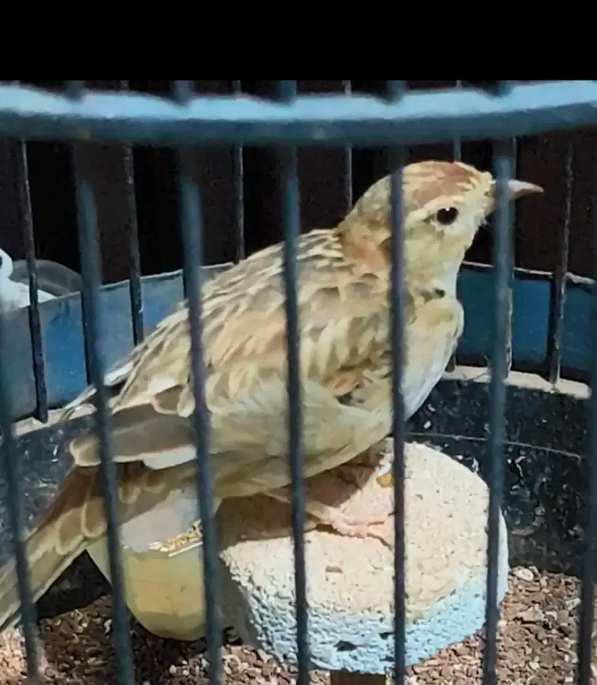 Pakling Mongol / Mongolian Lark