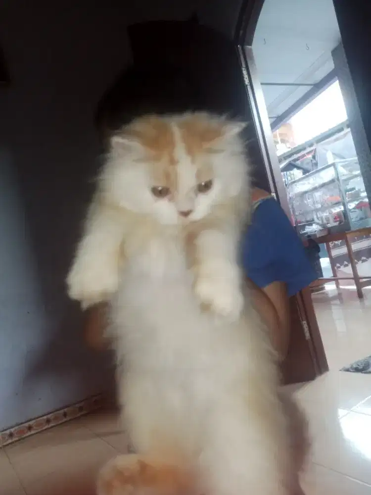 Kucing Persia flatnose