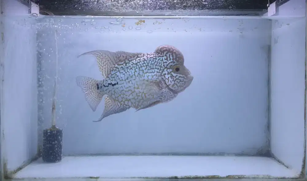 Ikan louhan kamfa dan aksesorisnya