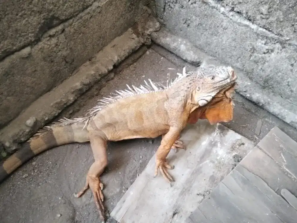Iguana jumbo jantan