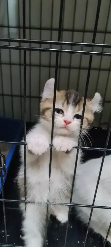 Anak kucing BSH dan american curly