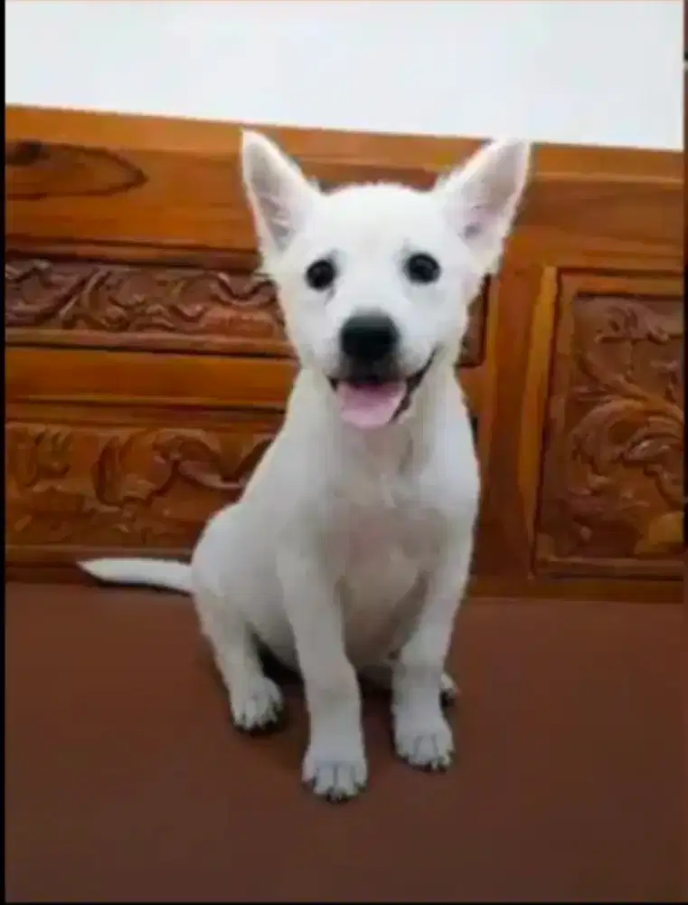 Anak Anjing betina Minipom mix Tekel
