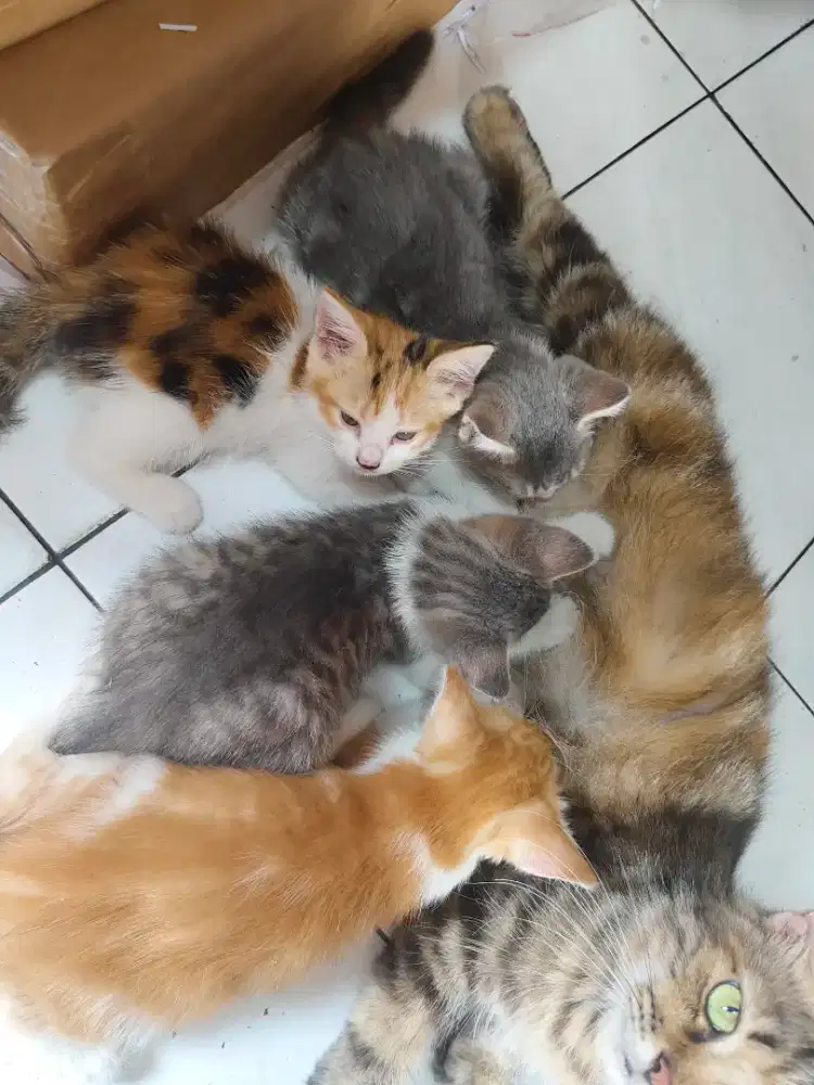 Anak kucing campuran persia
