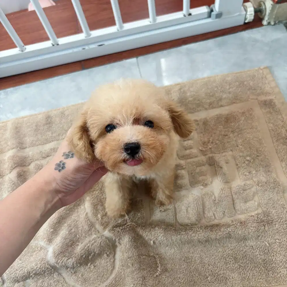 Jual poodle murah