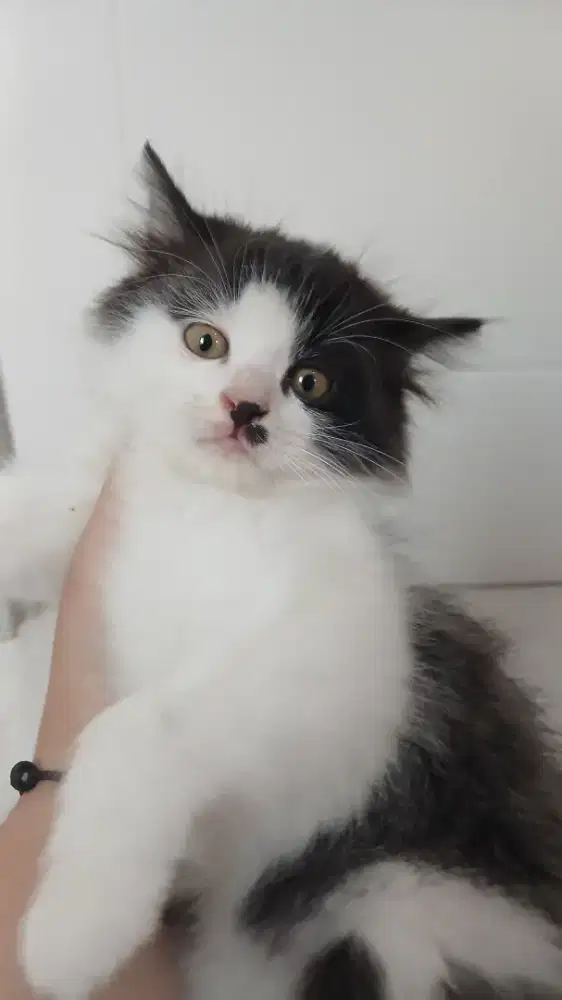Kucing Persia Medium mix Flatnose