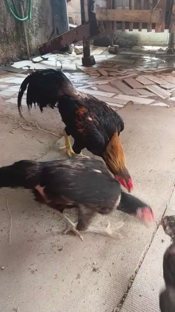 Ayam bangkok asli birma. Satu pasang