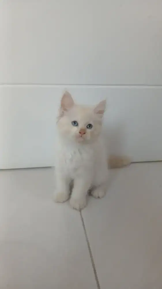 Kucing Persia Medium mix Himalaya Red Point
