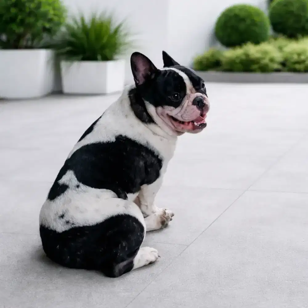 French bulldog jantan dewasa,