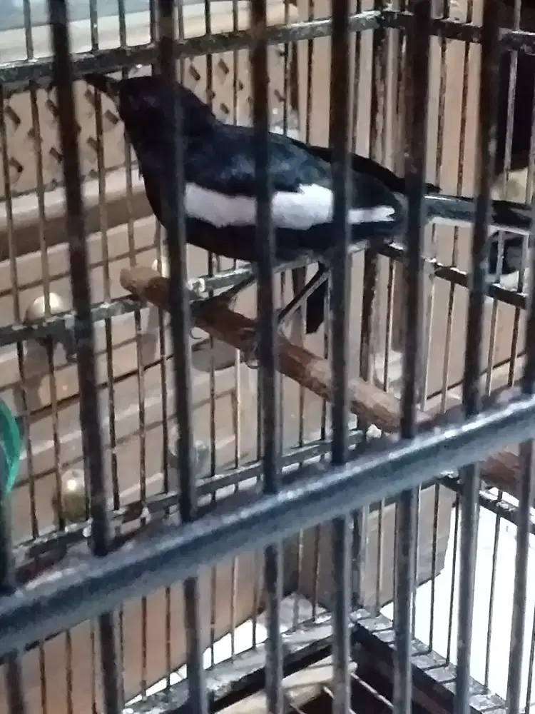 Kacer teretes rawatan udah bunyi
