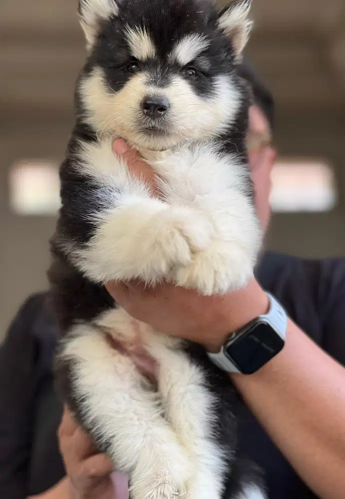 Anjing / puppies alaskan malamute betina murce
