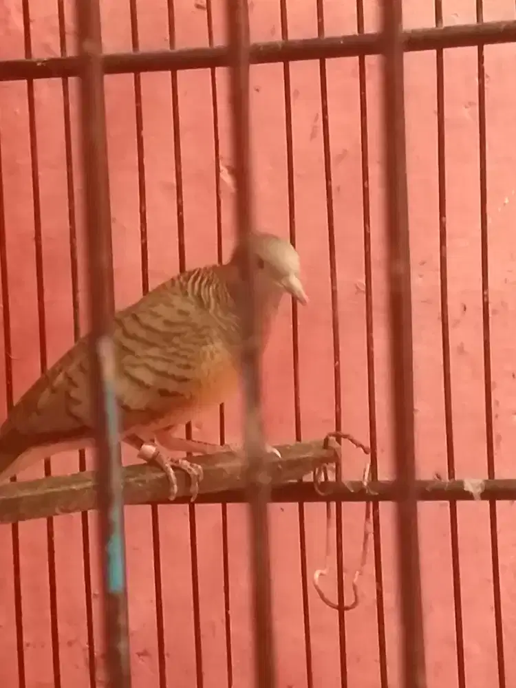 Perkutut bangkok rawatan bunyi