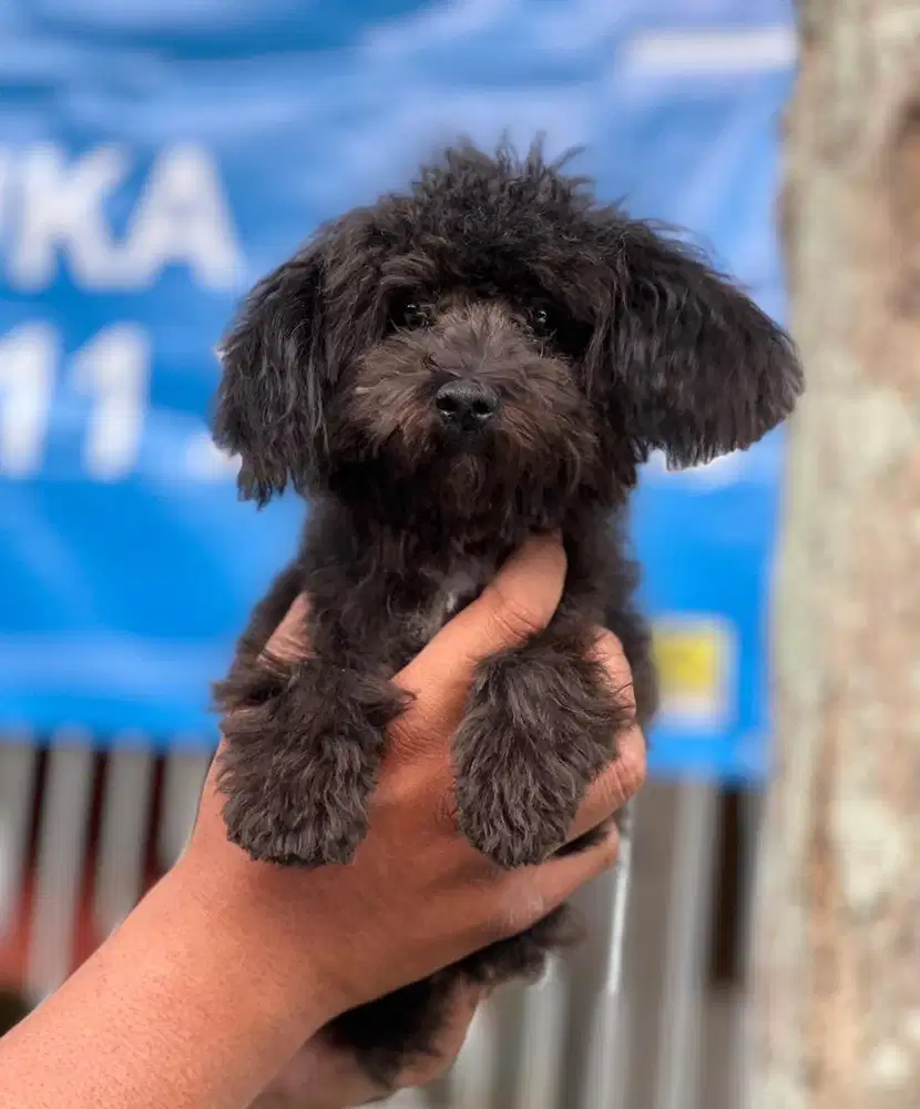 Puppies / anjing black toy poodle jantan murmer