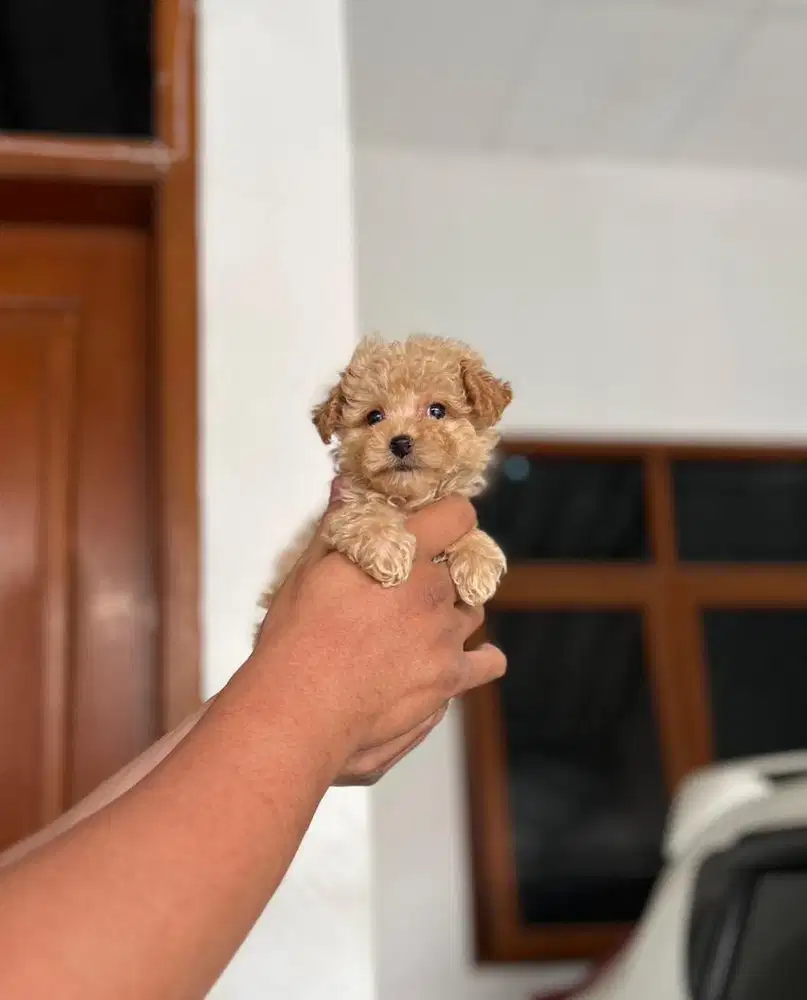 Anjing / puppies maltipoo betina cute