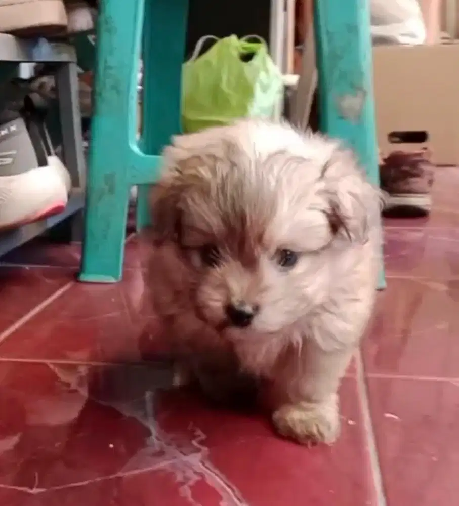 Puppies / anjing pompoo betina cute murmer
