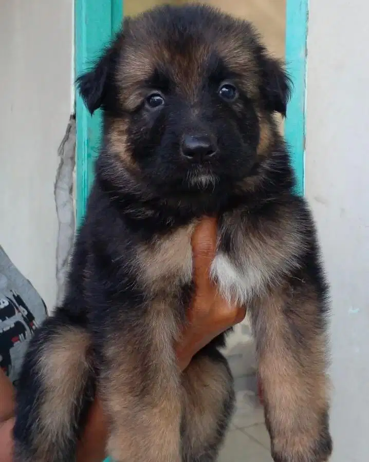 Puppies / anjing herder bigbone cakep