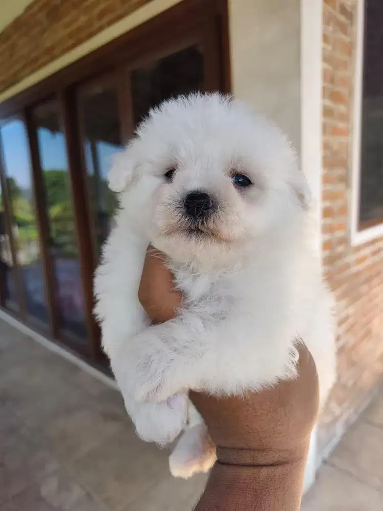 Puppies / anjing bichon frise betina