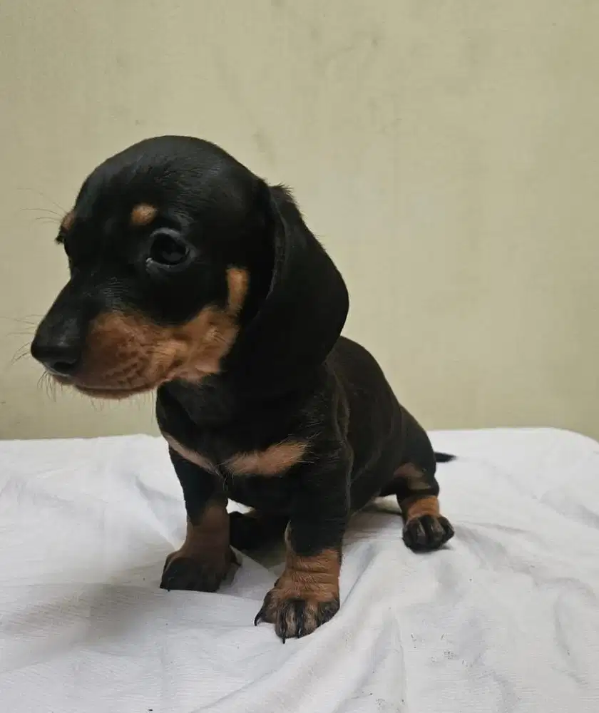 Anjing / puppies teckel jantan cute
