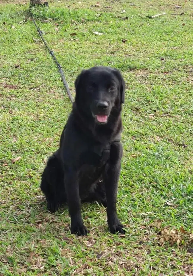 Anjing / puppies black labrador betina