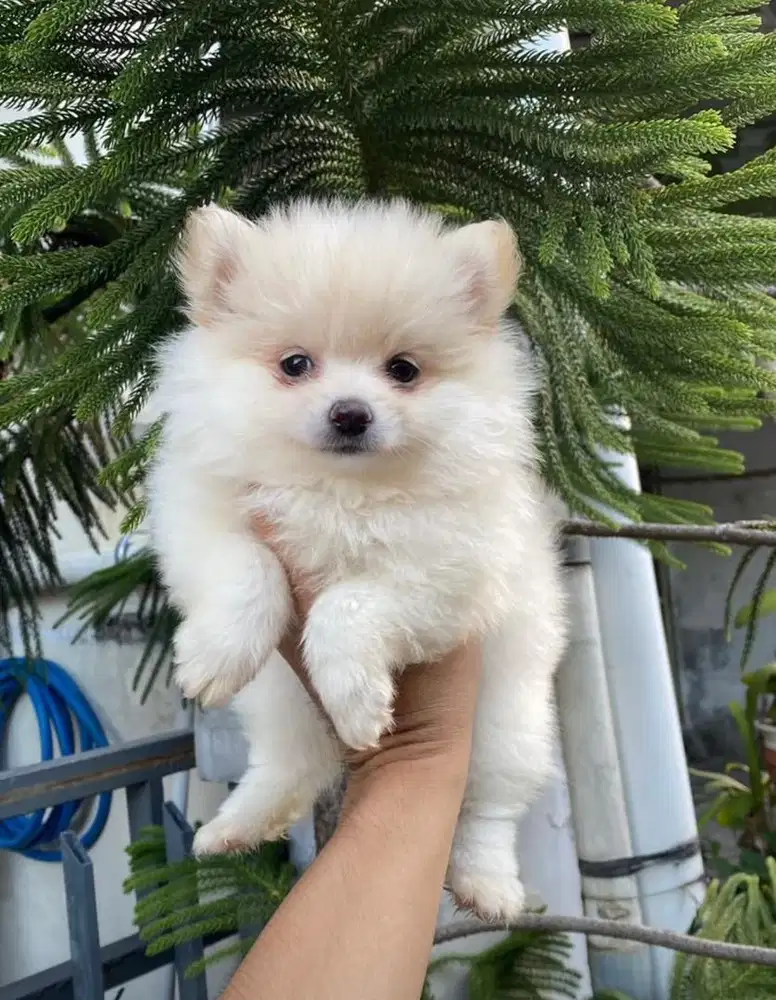 Anjing / puppies minipom cute