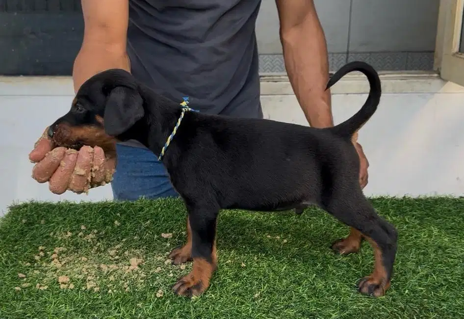 Anjing / puppies doberman anak champion